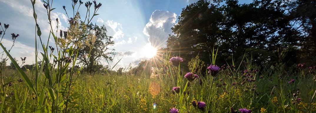 081530_b8821851c9862e3a107850e87647cfb9165e6726_artenreiche-wiese-am-abend-foto-ingo-zahlheimer-1110x400.webp