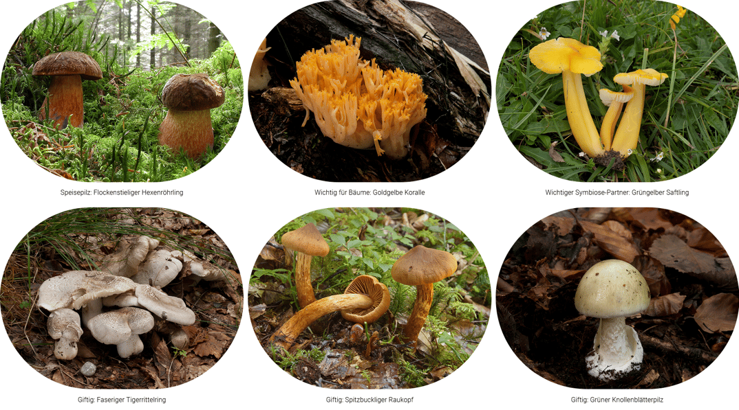 095458_ee578ce616ae32ed43badd62f9030f6174cb6409_pilzausstellung-botanischer-garten-munchen-nymphenburg.webp