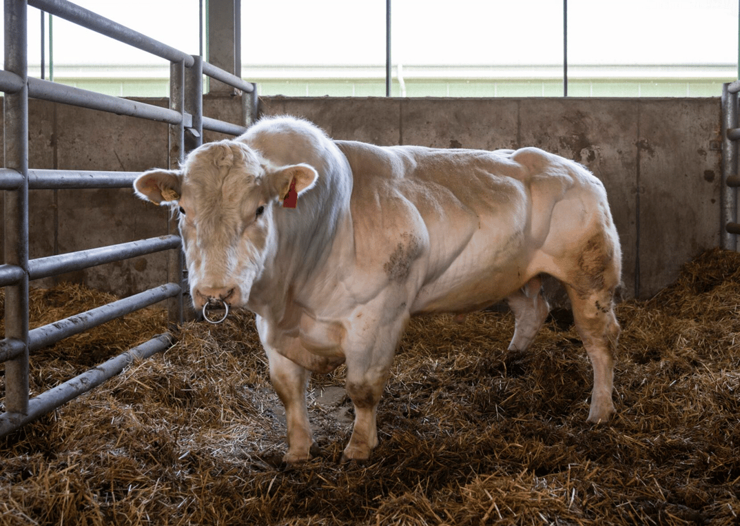 065707_ef346bbaaff961ed79e76c82cb18592b4d9104bf_convivium-british-blue-sire-szalai-1660x1180.webp
