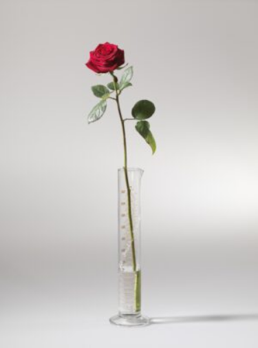 101417_141edc412a5b22597c3b5f788fba3a93f23f8883_beuys-rose-fuer-direkte-demokratie-1973-300x400.webp