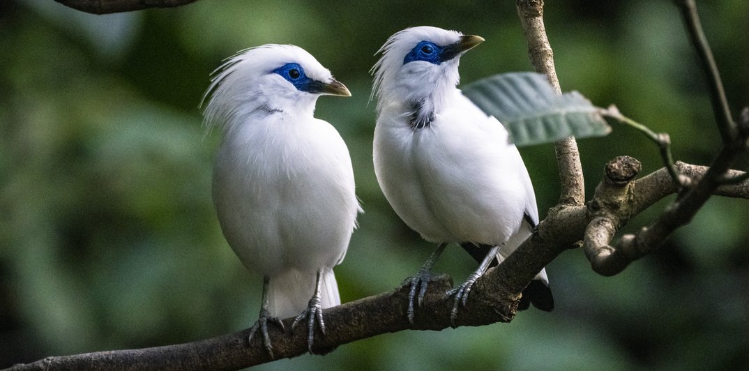 113442_8a8aab7bbdfd392f5a1e3863d8e3eae157ad2612_vogel-im-tierpark.webp