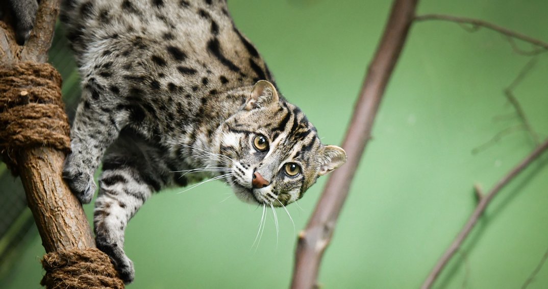 114043_e251b8da8108147f8d8d5e0819f52443cffdf8ef_fischkatze-hellabrun-muenchen.webp